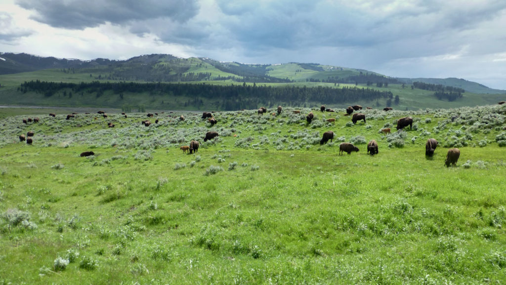Ein kleines Paradies mit grasenden Bisons