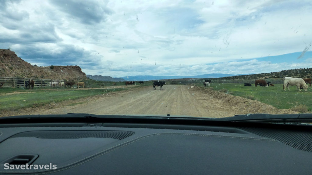 Kühe im Open Range