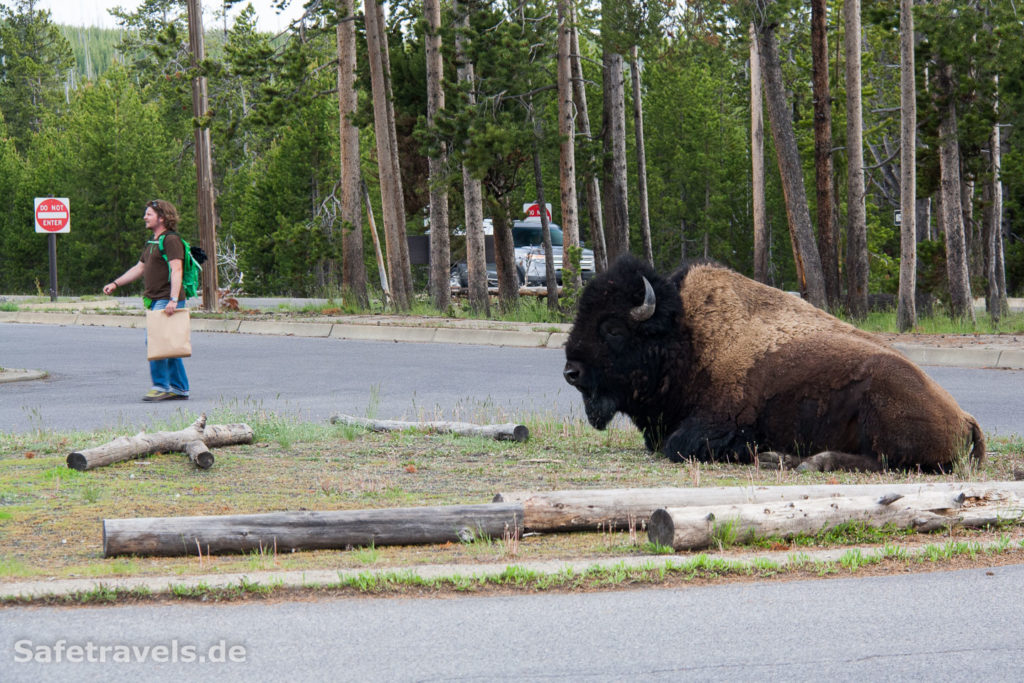 Niedlicher kleiner Büffel auf der Verkehrsinsel im Yellowstone NP