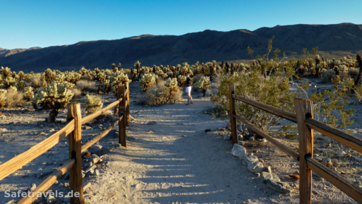 Cholla Cactus Garden Trail