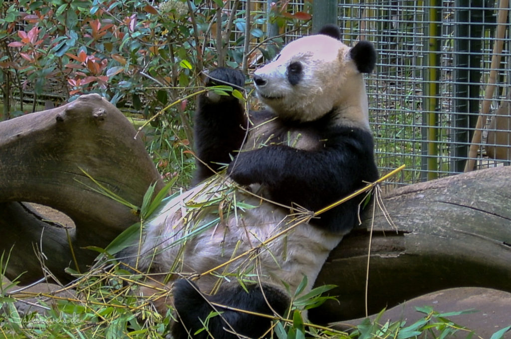 Panda im San Diego Zoo