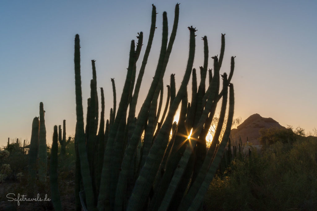 Desert Botanical Garden in Phoenix