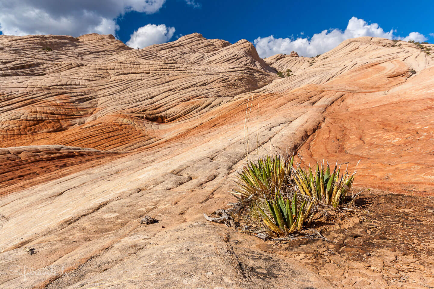 Yant Flat - Candy Cliffs - Sandsteinpracht in Utah