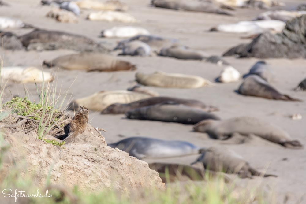Kleiner Beobachter bei den Elephant Seals