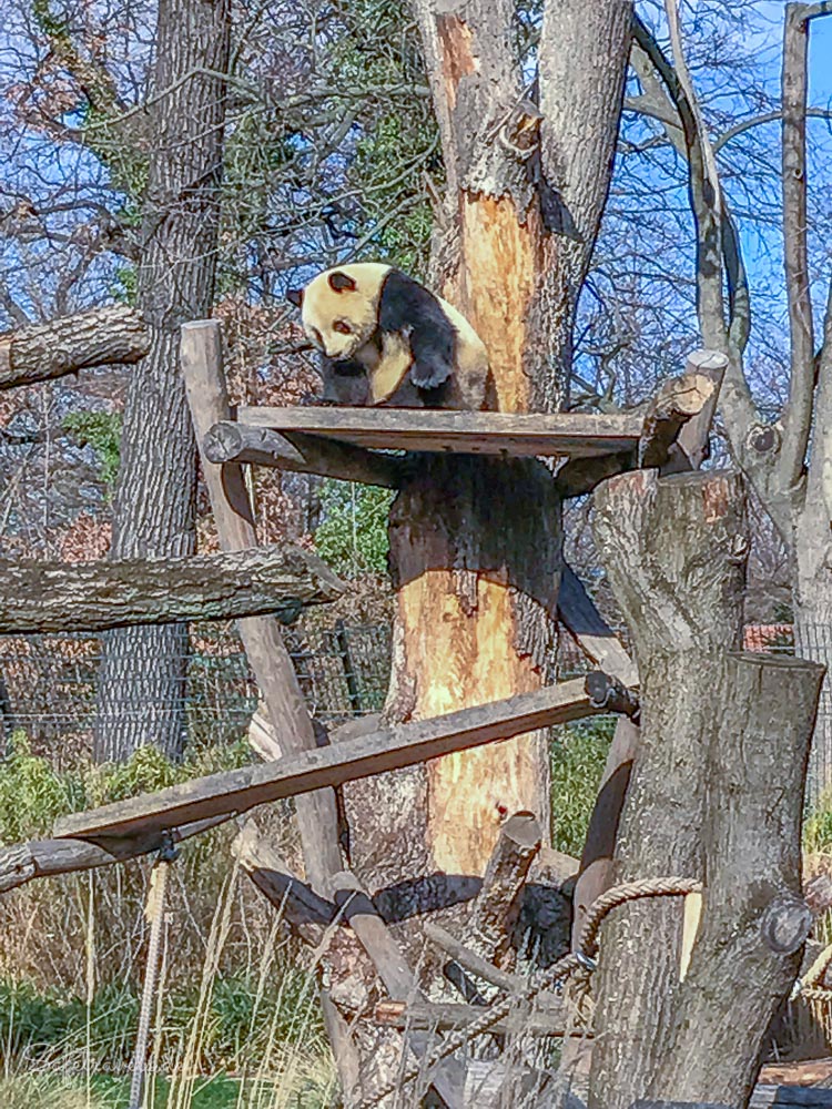 Panda im Berliner Zoo