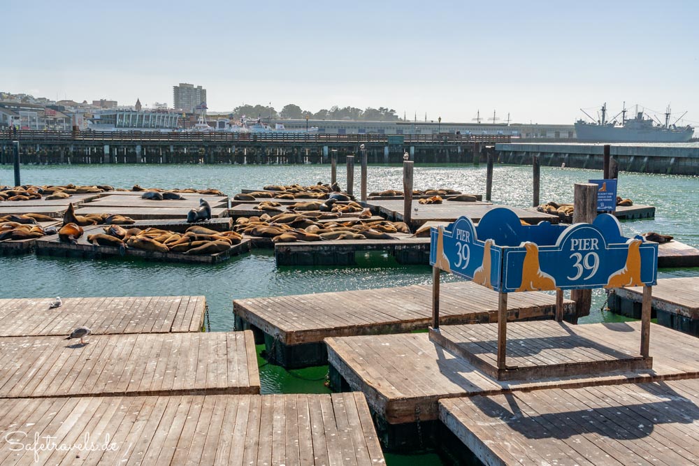 Pontons mit Seelöwen am Pier 39 in San Francisco
