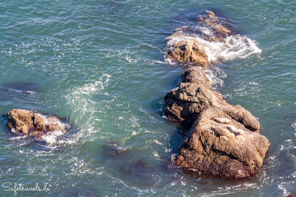 Seelöwen in den Marin Headlands