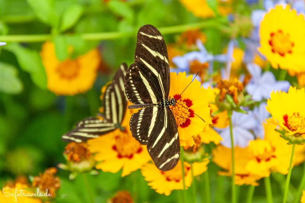 Desert Botanical Garden - Butterfly Exhibit
