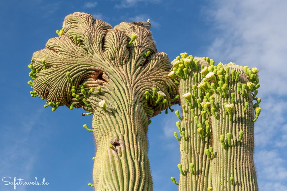 Desert Botanical Garden - Crested Saguaro