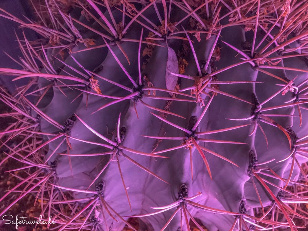 Desert Botanical Garden - Electric Desert - Spines