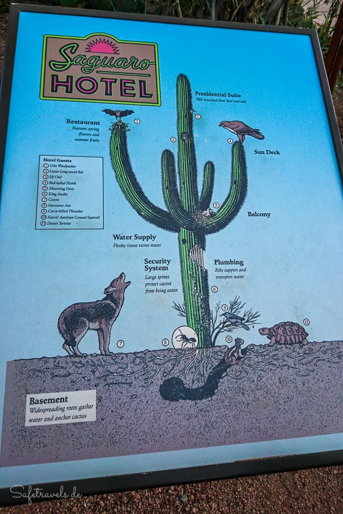 Desert Botanical Garden - Saguaro Hotel