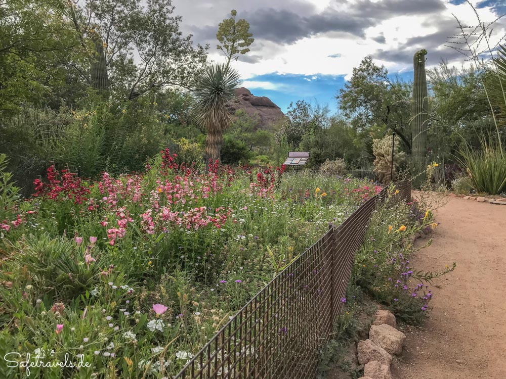 Desert Botanical Garden - Wildblumen und Kakteen