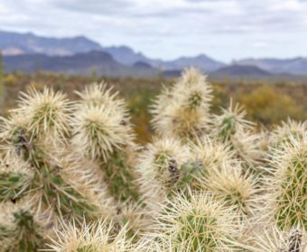 Organ Pipe Cactus NM Blog Titel