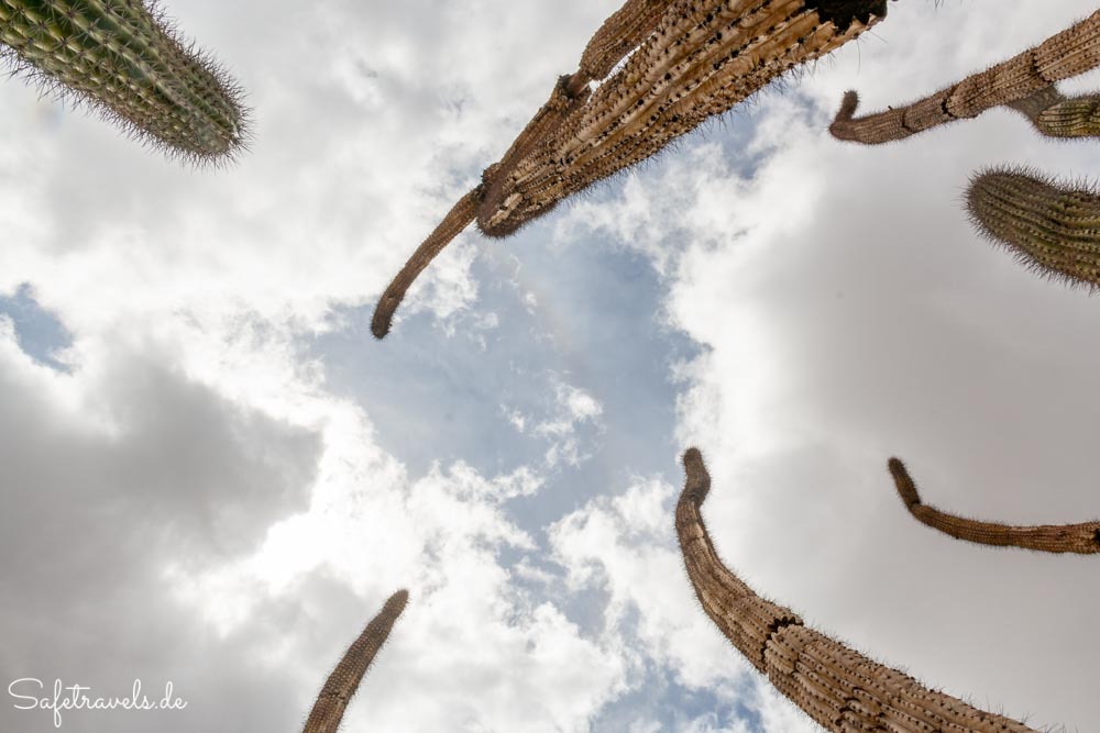 Organ Pipe Cactus National Monument - Organ Pipes & Skies