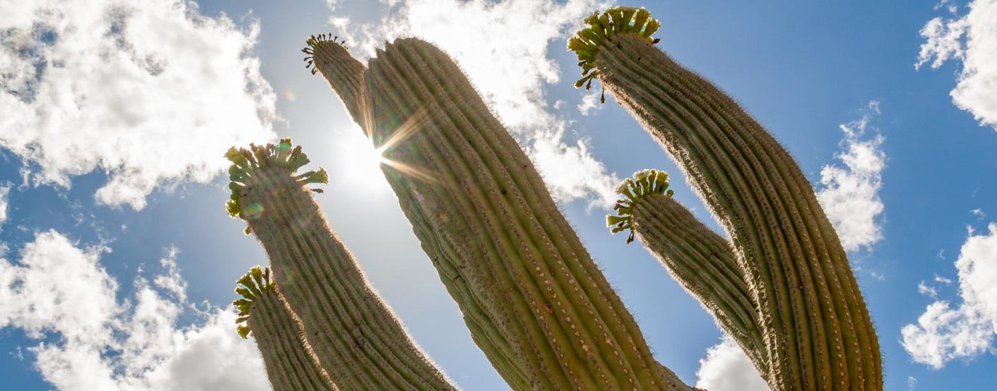 Von Tucson Nach Phoenix Shopping Stopp In Der Outlet Mall Inklusive