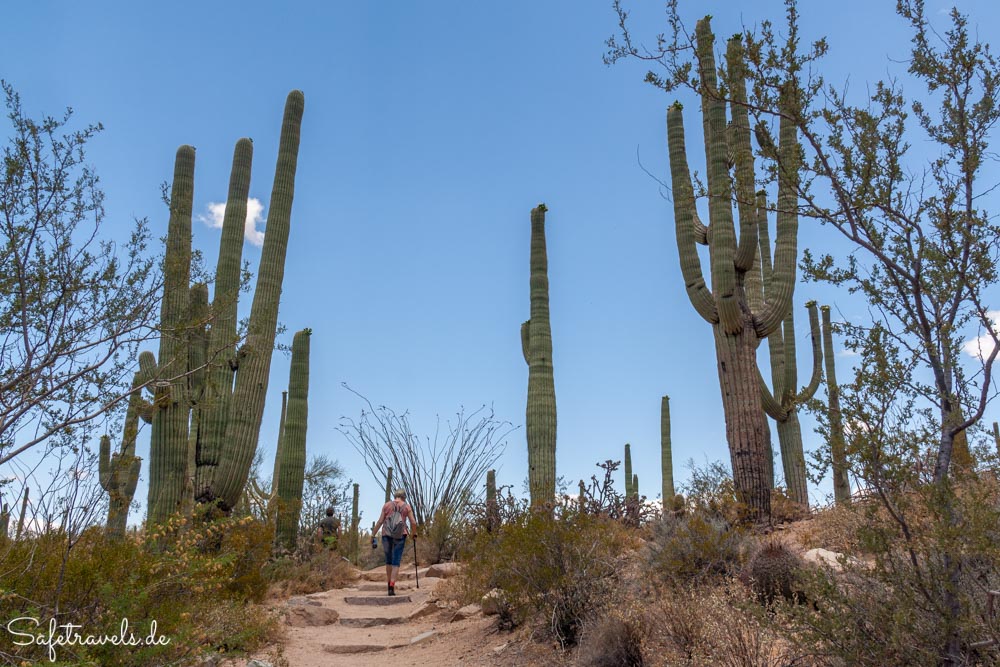 Saguaro National Park - auf dem Valley View Overlook Trail
