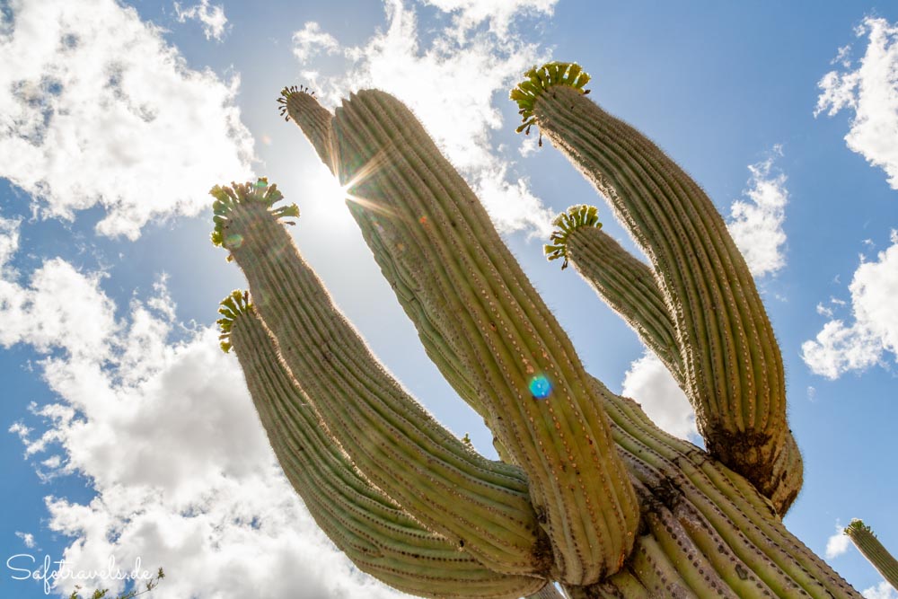 Saguaro National Park - der Saguaro wächst bis in den Himmel