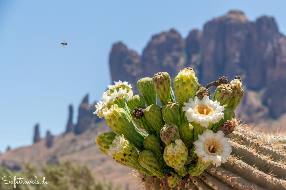 Saguaroblüte vor den Superstition Mountains