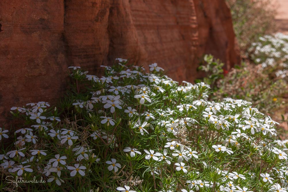 Teppiche mit weiß blühenden Phlox - Zion National Park