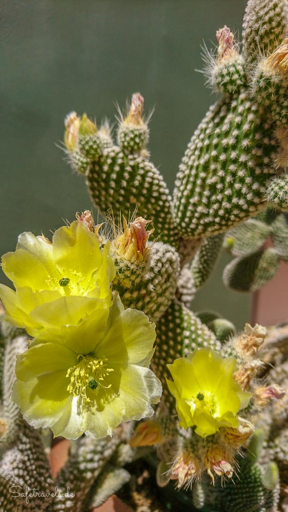 Airbnb in Sedona - Kaktus im Garten