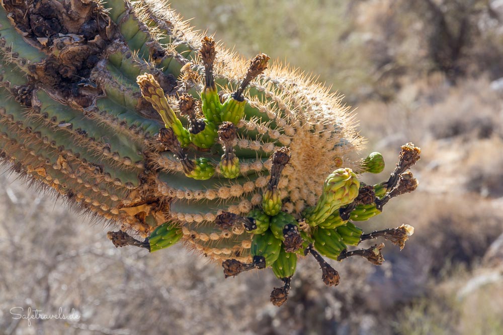 Saguaro Kaktus mit Blüten