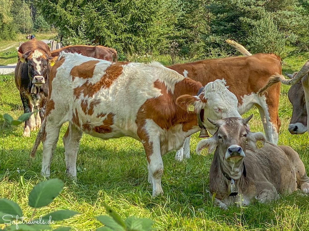 Glückliche Kühe am Parkplatz zu den Kuhfluchtwasserfällen