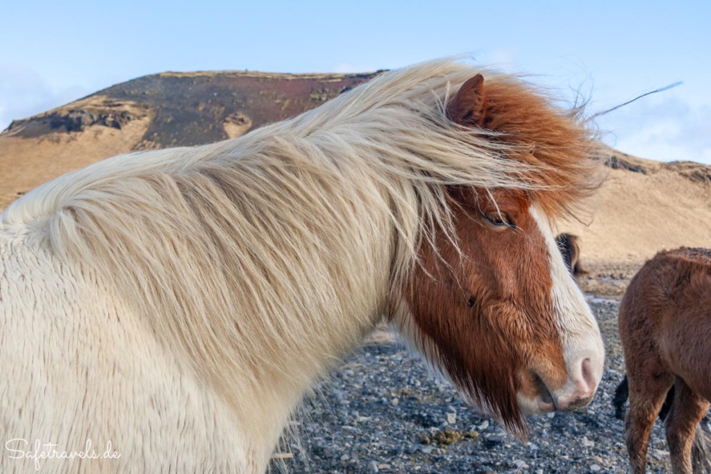 Freundliche Islandpferde - Dyrhólaey