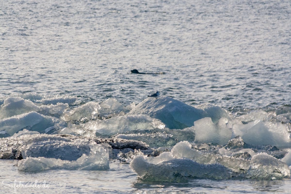 Seehund in der Jökulsarlon Gletscherlagune