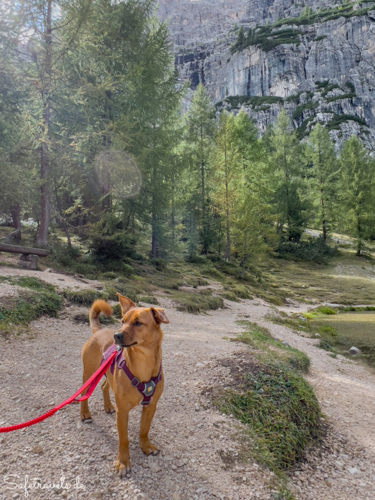 Am Lago Federa mit Hund