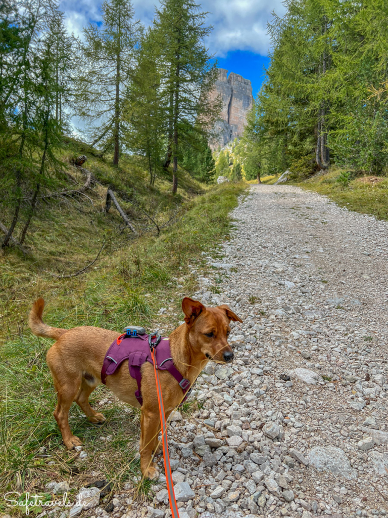 Aufstieg zu den Cinque Torri - Wanderung mit Hund