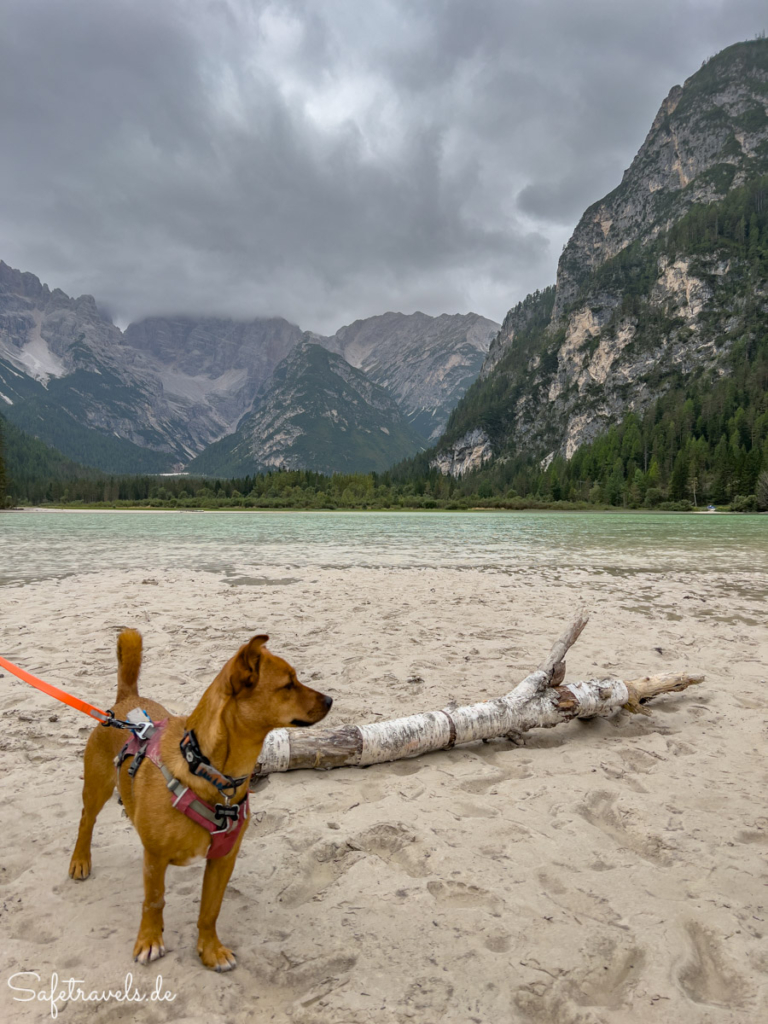 Dürrensee mit Hund