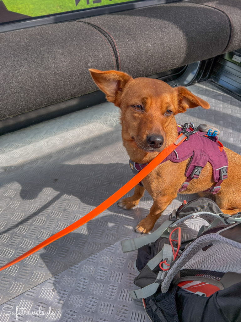 Emil in der Seilbahn - mit Hund auf den Berg